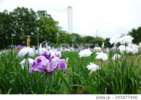 別府沼公園の花菖蒲 別府沼公園の花菖蒲 103877486