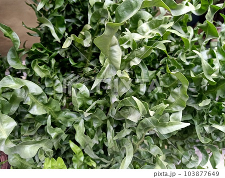 Close up of monarch fern plant Close up of monarch fern plant 103877649