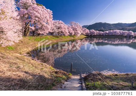 《長野県》六道の堤・桜満開 103877761