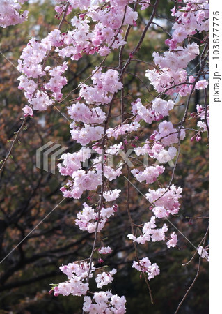 春爛漫満開 103877776