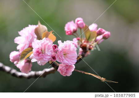 春爛漫満開 103877905