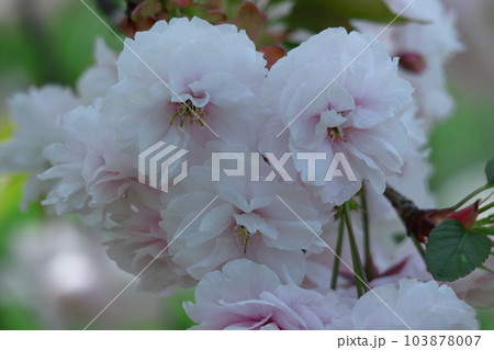 春爛漫満開 103878007