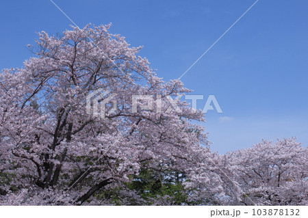 春爛漫満開 103878132