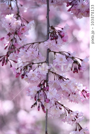 春爛漫満開 103878133