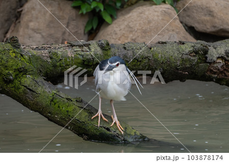 ゴイサギ　天王寺動物園　鳥の楽園 103878174