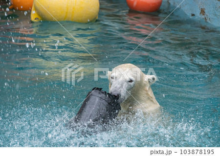 プールで遊ぶホッキョクグマ 天王寺動物園 プールで遊ぶホッキョクグマ 天王寺動物園 103878195