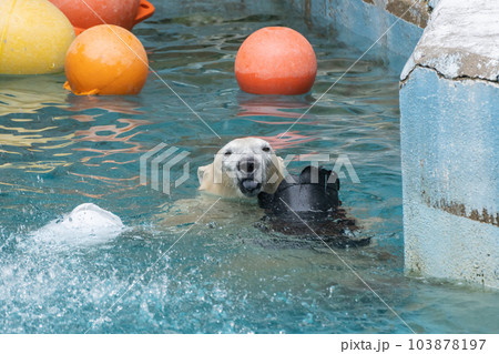 プールで遊ぶホッキョクグマ　天王寺動物園 103878197