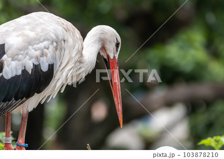 シュバシコウ 天王寺動物園 鳥の楽園 シュバシコウ 天王寺動物園 鳥の楽園 103878210