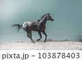 Appaloosa horse run 103878403