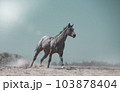 Appaloosa horse run 103878404