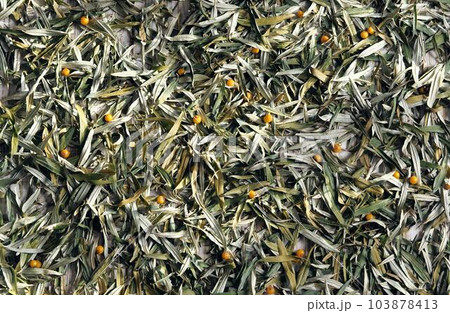 A bunch of dry sea buckthorn leaves prepared for medicinal tea. Autumn background and preparations of medicinal herbs for the future. 103878413