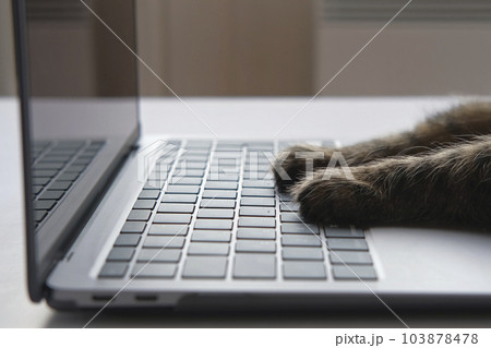 Cat using the computer. Cat Paw using Laptop. Side View Close Up. Home Office. Fluffy Feline Paws Typing on the Keyboard, Scrolling Swiping and Tapping Touchpad. Animals and Pets Using Technology 103878478