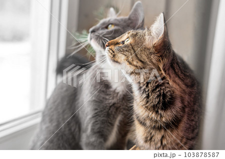 Two cats look out through window at the birds. Domestic cats want to catching bird, attack, scrape the glass. Cute kitty sitting on windowsill. Feline watching bird outside the window. Closeup 103878587