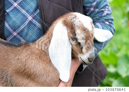 The Anglo-Nubian is a British breed of domestic goat. Little Nubian Long-eared baby goat Kid is on farmer's hands. Rustic vintage wooden background. Farm life moments. Benefits of Goat Milk The Anglo-Nubian is a British breed of domestic goat. Little Nubian Long-eared baby goat Kid is on farmer's hands. Rustic vintage wooden background. Farm life moments. Benefits of Goat Milk 103878641
