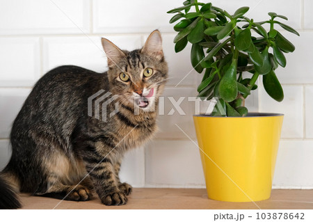 Pet and houseplant. Grey striped domestic cat sitting near the house plants. Video for veterinary clinics, sites about cats, for cat food. Kitten and home flower in a pot. Animals and home flowers Pet and houseplant. Grey striped domestic cat sitting near the house plants. Video for veterinary clinics, sites about cats, for cat food. Kitten and home flower in a pot. Animals and home flowers 103878642