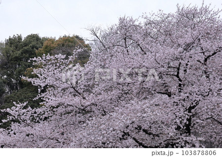 春爛漫満開 103878806