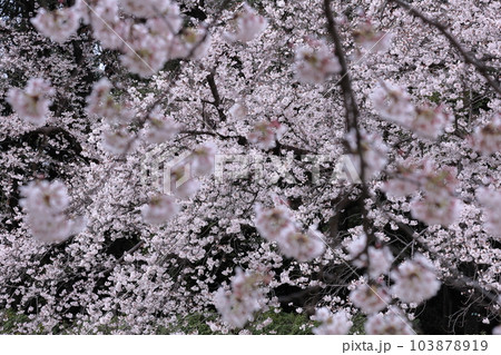 春爛漫満開 春爛漫満開 103878919