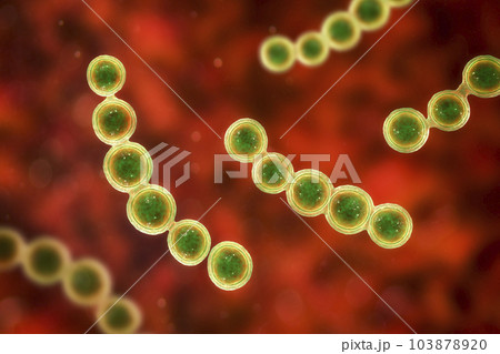 Microscopic fungi Lacazia loboi, the pathogen responsible for causing lobomycosis, 3D illustration Microscopic fungi Lacazia loboi, the pathogen responsible for causing lobomycosis, 3D illustration 103878920