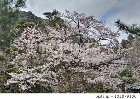 長谷寺の桜 長谷寺の桜 103879106