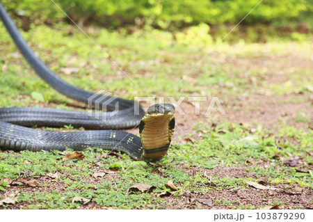 King cobra, Ophiophagus hannah is a venomous snake species of elapids endemic to jungles in Southern and Southeast Asia, goa india King cobra, Ophiophagus hannah is a venomous snake species of elapids endemic to jungles in Southern and Southeast Asia, goa india 103879290