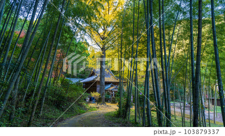 紅葉に映える歴史あるイチョウの木「康平寺 こうへいじ」観光スポット(康平寺)「山鹿市鹿央町」 103879337