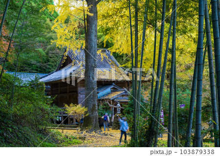 紅葉に映える歴史あるイチョウの木「康平寺 こうへいじ」観光スポット(康平寺)「山鹿市鹿央町」 103879338