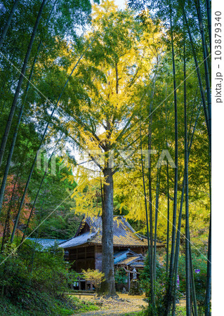 紅葉に映える歴史あるイチョウの木「康平寺 こうへいじ」観光スポット(康平寺)「山鹿市鹿央町」 紅葉に映える歴史あるイチョウの木「康平寺 こうへいじ」観光スポット(康平寺)「山鹿市鹿央町」 103879340