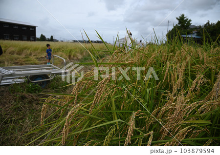 稲刈りをして束ねた稲穂 103879594