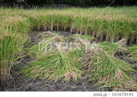 稲刈りをして束ねた稲穂 稲刈りをして束ねた稲穂 103879595