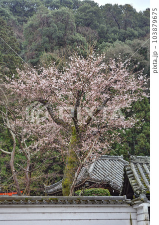 法起院の桜 法起院の桜 103879675