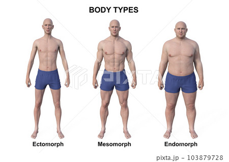 A 3D illustration of a male body showcasing three different body types - ectomorph, mesomorph, and endomorph 103879728