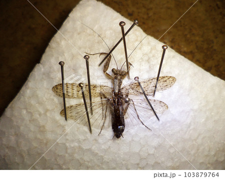 Photo showing dry preservation of insects 103879764
