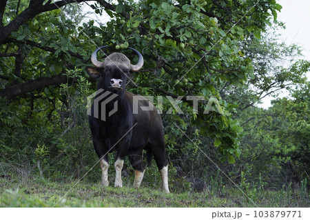 Indian Gaur also called the Indian bison, Bos gaurus, Satara, Maharashtra Indian Gaur also called the Indian bison, Bos gaurus, Satara, Maharashtra 103879771