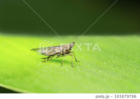 Narrow headed treehopper species, Satara, Maharashtra 103879786