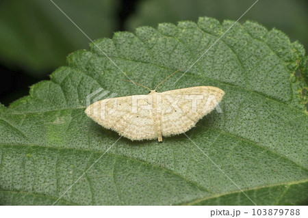 Silk moth species, Satara, Maharashtra Silk moth species, Satara, Maharashtra 103879788