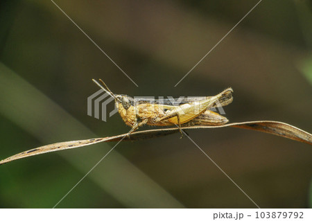 Grasshopper species, Satara, Maharashtra Grasshopper species, Satara, Maharashtra 103879792