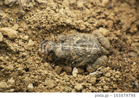 Dorsal of Western Burrowing Frog, Sphaerotheca pashchima, satara Maharashtra India Dorsal of Western Burrowing Frog, Sphaerotheca pashchima, satara Maharashtra India 103879798