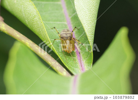 Faded Spitting spider,  Syctodes globula, Satara, Maharashtra 103879802