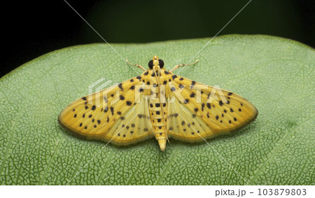 Leopard moth, Pseudopanthera macularia, the speckled yellow, is a moth of the family Geometridae, Satara, Maharashtra Leopard moth, Pseudopanthera macularia, the speckled yellow, is a moth of the family Geometridae, Satara, Maharashtra 103879803