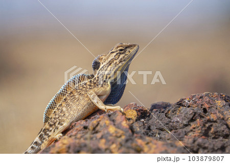 Sarada superba, the superb large fan-throated lizard, is a species of agamid lizard found in Maharashtra. It was described in 2016 and in the past was part of a complex that included Sitana 103879807