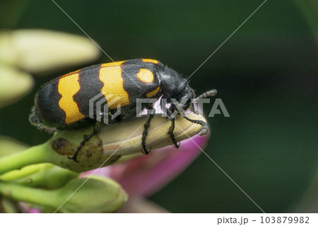 Orange striped blister beetle, Satara, Maharashtra Orange striped blister beetle, Satara, Maharashtra 103879982