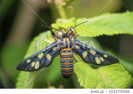 Amata huebneri, the wasp moth, satara Maharashtra India 103879986