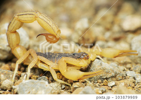Female red tailed scorpion, Hottentota tamulus, Satara, Maharashtra 103879989