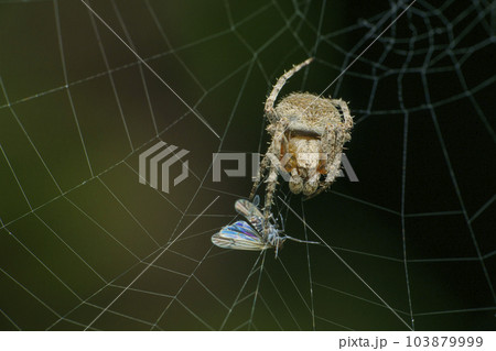 Orb weaver spider with prey on web, Satara, Maharashtra Orb weaver spider with prey on web, Satara, Maharashtra 103879999