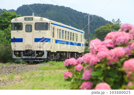 満開のあじさいとキハ40系気動車（JR九州） 103880025