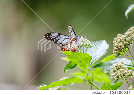 アサギマダラ 103880037