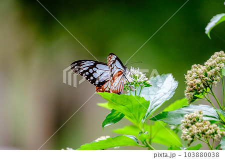 アサギマダラ アサギマダラ 103880038