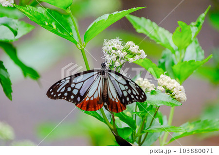 アサギマダラ アサギマダラ 103880071