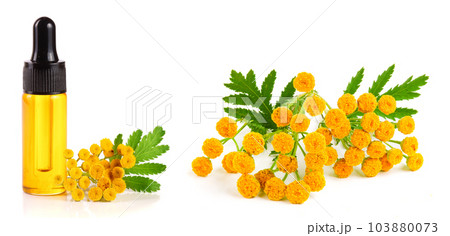 essential tansy oil with flowers and leaf isolated on white background 103880073