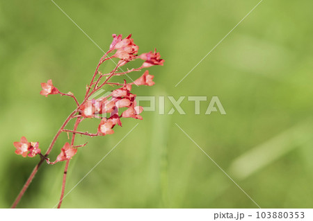 庭に咲くヒューケラの花 庭に咲くヒューケラの花 103880353